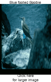 Picture of Blue footed Boobie